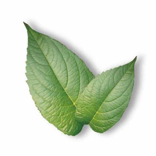 Natural Eucommia Bark Extract free sample