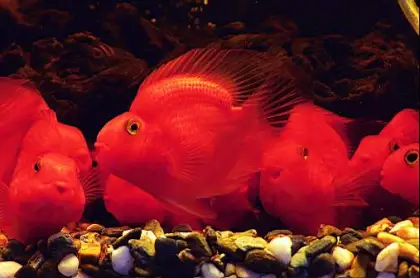aquarium fish,tropical fish,blood parrot,