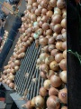 κίτρινο κρεμμύδι στην αγορά της Ινδονησίας