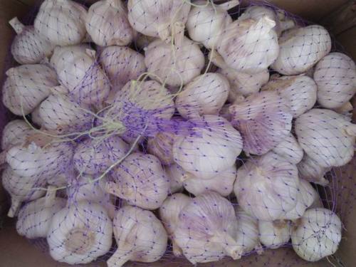 Ukuran putih bawang putih normal besar