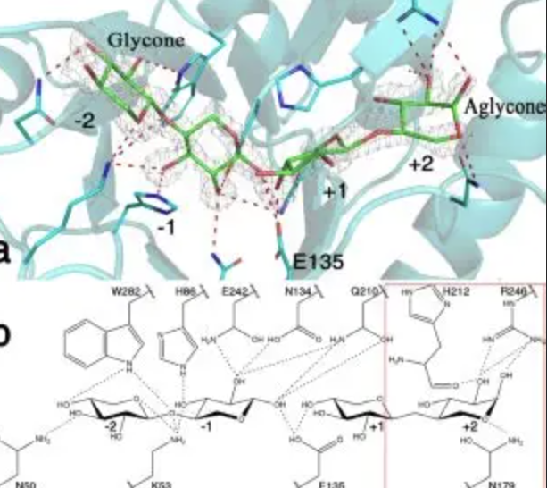 Enzyme Powder Factory