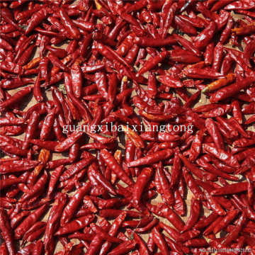 chilli