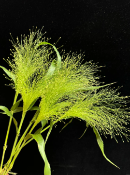 Ornamental Fountain Grass Wedding Decorative Grass