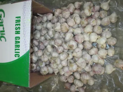 Crop 2020 Fresh Garlic