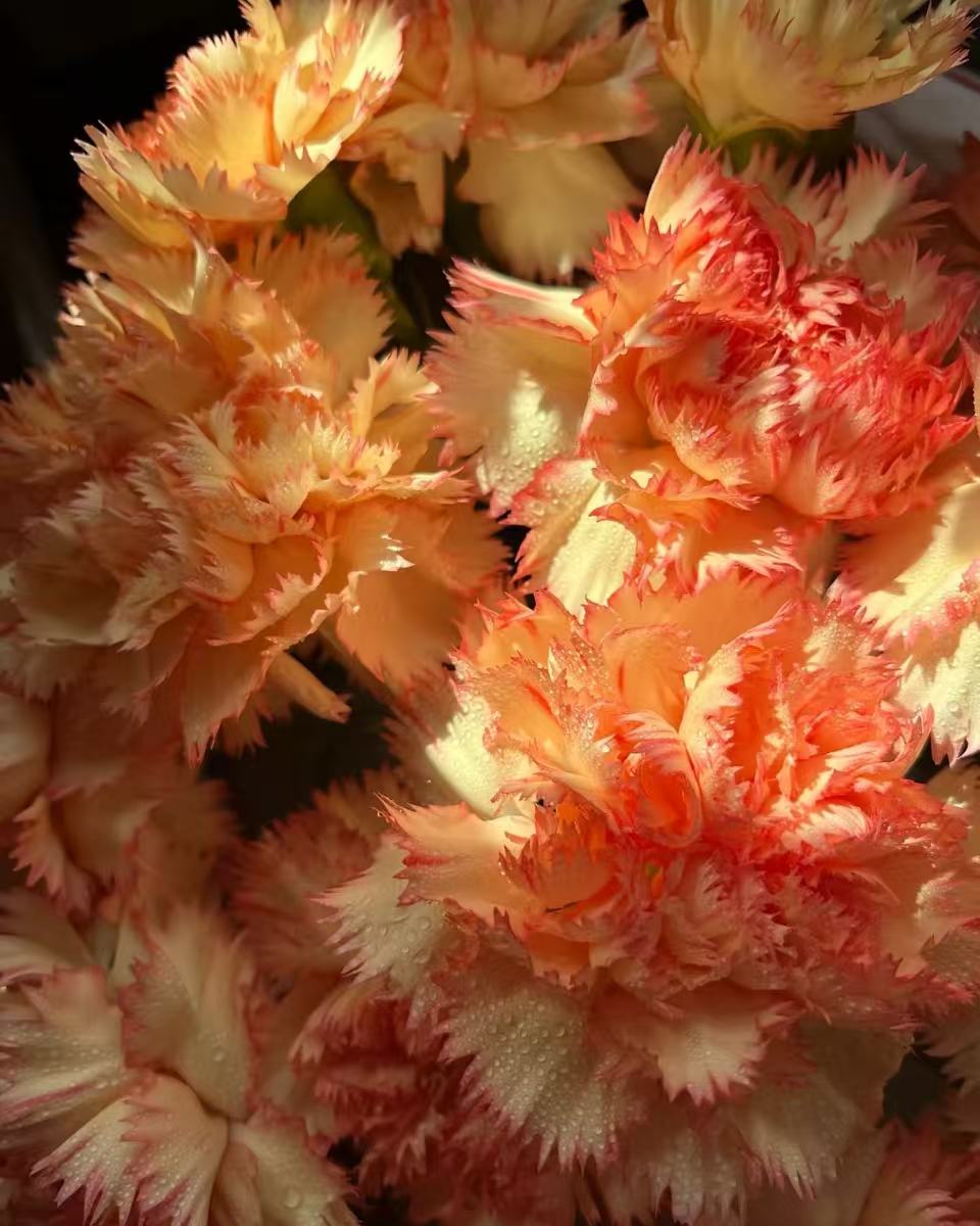 Single-headed　Carnation Carnival５