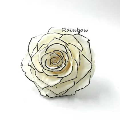 Hot Sale New Preserved White Rose with Black Rim