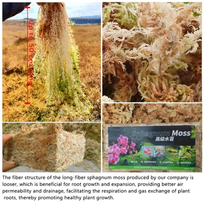 OEM Custom 5KG Phalaenopsis Dendrobium officinale Gardening Materials - Sphagnum Moss for Plant Export