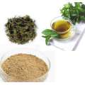 Green Tea Extract EGCG 98% Powder Lose Weight