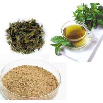 Green Tea Extract EGCG 98% Powder Lose Weight