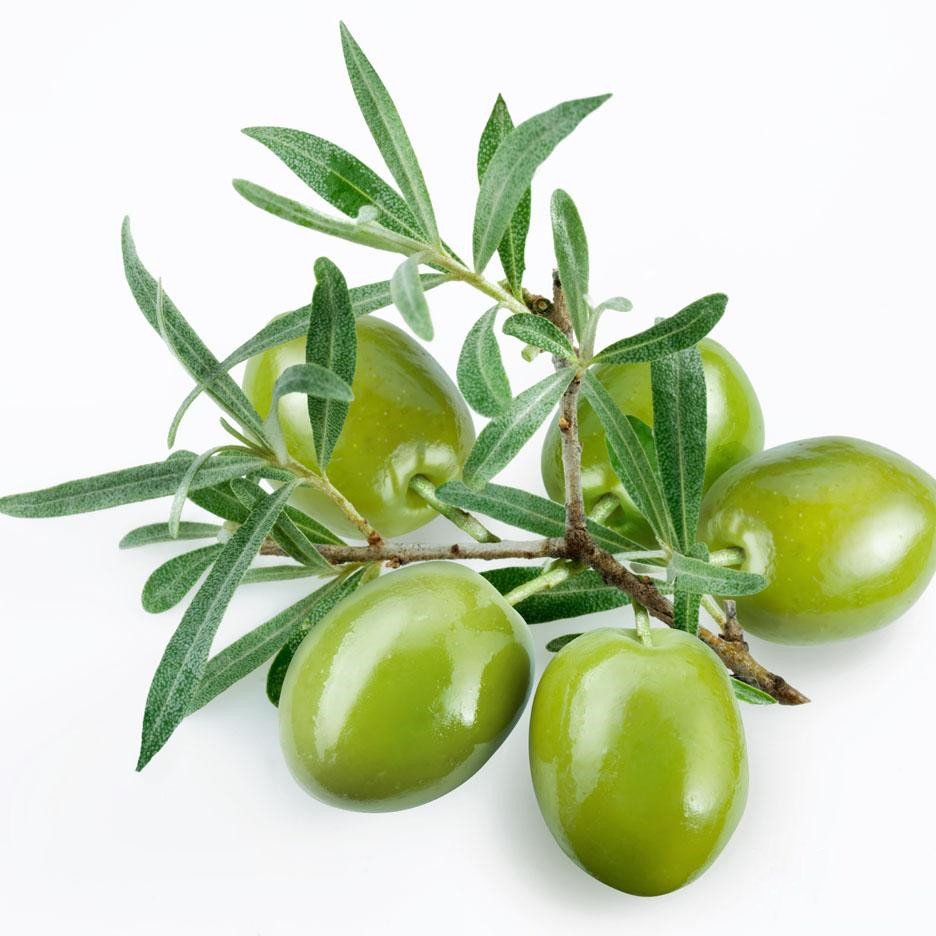 Natural Olive Leaf Extract Powder