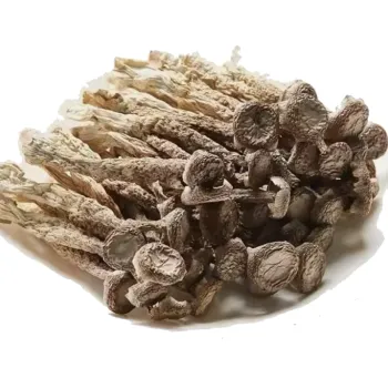 High Quality Edible Fungi: Hot Sale Pilose Antler Mushroom