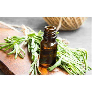 Rosemary+Essential+Oil Pure & Natural