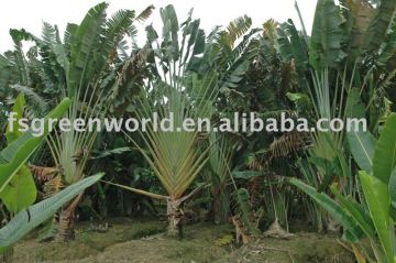 Ravenala outdoor trees