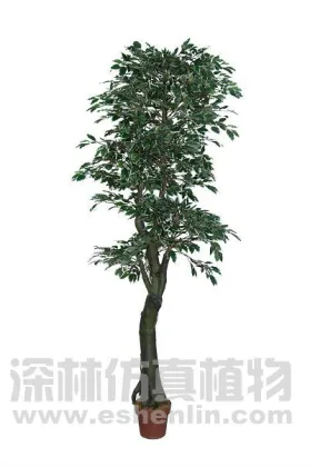 eco-friendly miniature banyan tree