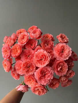 Apricot Juice Spray Rose Multi-Headed Bloom
