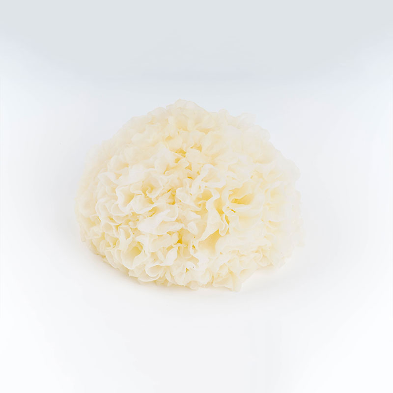 Tremella