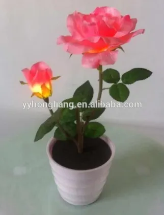 flower rose light
