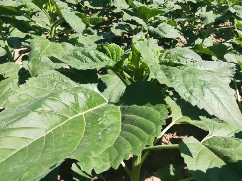 sunflower leaves