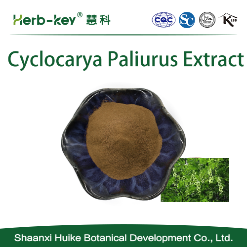Réguler l'extrait de glycémie 10: 1 Cyclocarya paliurus