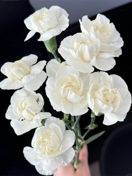Spray Carnation White Jasmine