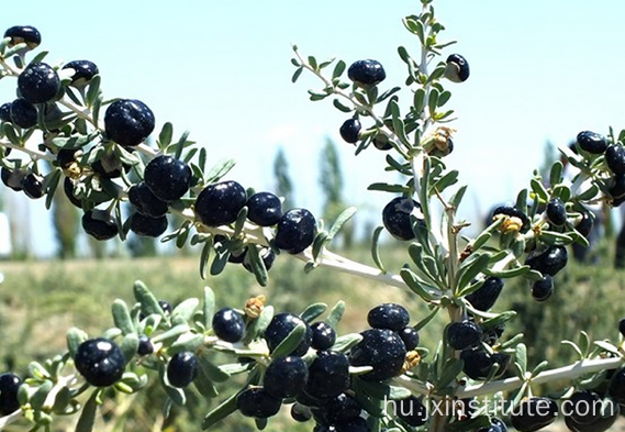 Organic Dry Balck Goji Bogyó