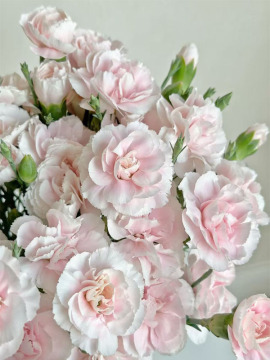 Spray carnation powder prince