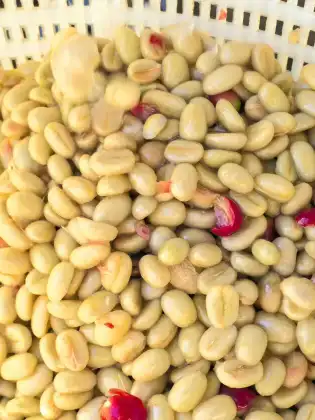 Hali Geisha Green Coffee Beans