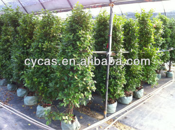 Panda ,Ficus microcarpa