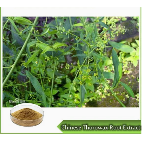 Natural Thorowax Root Extract Powder Radix Bupleuri Extract
