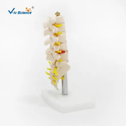 Mini Lumbar Vertebrae with Coccygeal Model