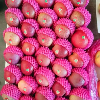 fresh delicious high quality honey fuji apples