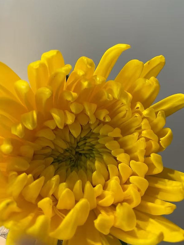 Standard Yellow chrysanthemum4