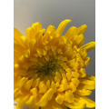 স্ট্যান্ডার্ড হলুদ ক্রাইস্যান্থেমাম