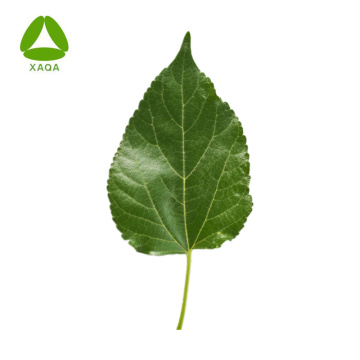 Industry Fashionable 10:1 Mulberry Leaf Extract Powder