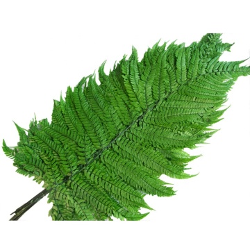 2023 Hot Sale: Natural Preserved Fern Leaves for Home and Wedding Decor