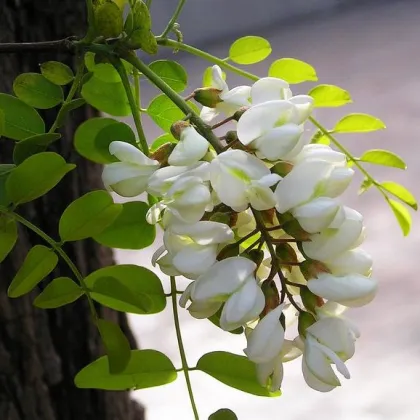 sophora japonica extract powder