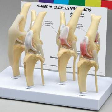 Life Size Hot Sales PVC Dog Artificial Knee Joint Model