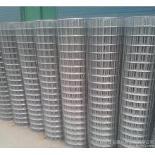 Galvanized Welded Wire Mesh