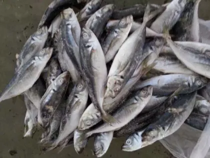 SEA FROZEN HORSE MACKEREL