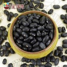 Black Kidney Bean with best price