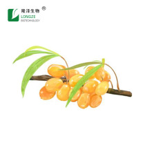Sea Buckthorn Berry Extract Sea buckthorn fruit powder