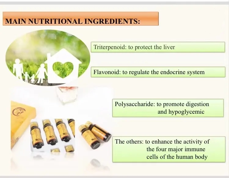 Healthcare Supplement Sugar Free Immune Support Phellinus Linteus Extract Energy Boost Phellinus Linteus Extract Oral Liquid