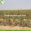 Hot Sale Factory Supply Dried Malaysia Goji Berry