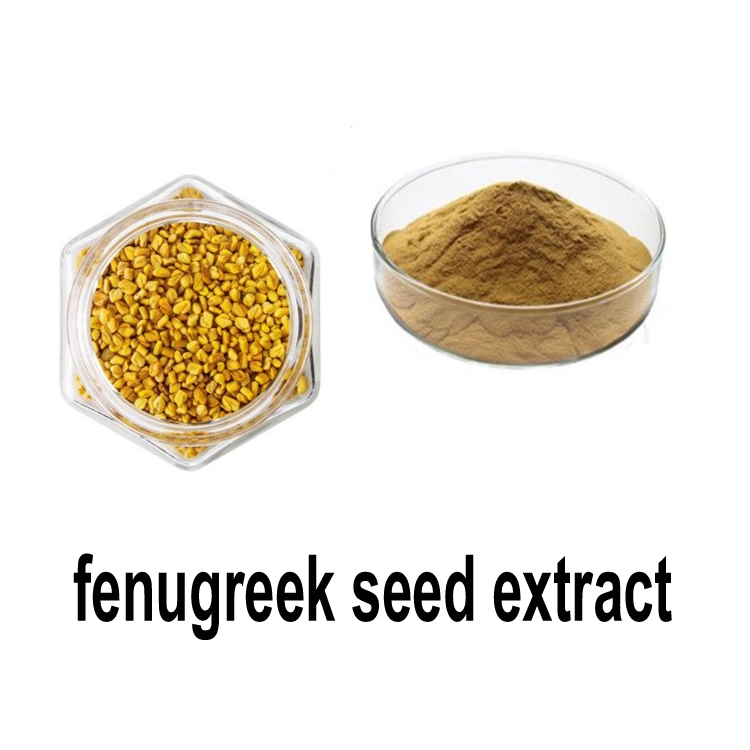 Mejor extracto de semilla de fenogreco de medicina herbal en stock