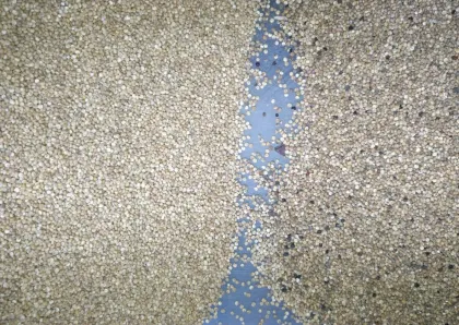 High-Speed CCD Optical Grain Sorting Machine for Wheat, Barley, Corn, Rye, and Quinoa