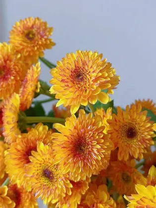 Bruno Orange Daisy spray chrysanthemum