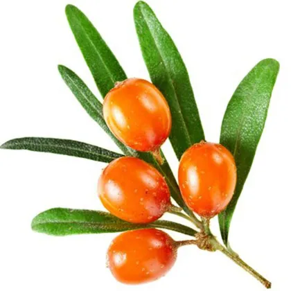 Sea Buckthorn Extract Powder Hippophae Rhamnoides Powder