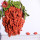 Wolfberry / Lycium Barbarum / superfoods berry goji