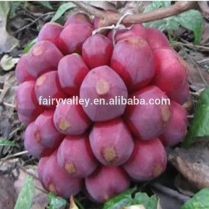 New Product Kadsura Coccinea Seeds Hei Lao Hu Seeds For Growing
