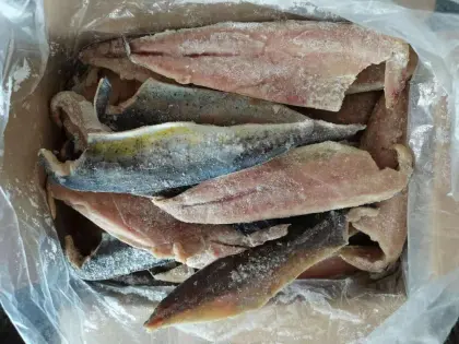 Frozen Fish Corylphaena Hippurus Fillet
